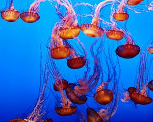 Preview wallpaper jellyfish, underwater, water, blue