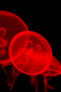 Preview wallpaper jellyfish, underwater, water, red, dark