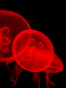 Preview wallpaper jellyfish, underwater, water, red, dark