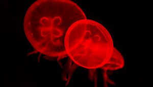 Preview wallpaper jellyfish, underwater, water, red, dark