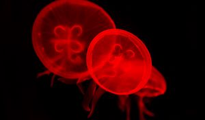 Preview wallpaper jellyfish, underwater, water, red, dark