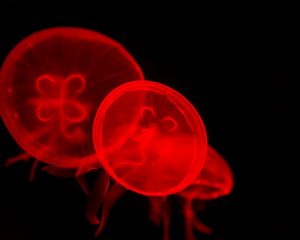 Preview wallpaper jellyfish, underwater, water, red, dark