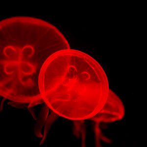 Preview wallpaper jellyfish, underwater, water, red, dark