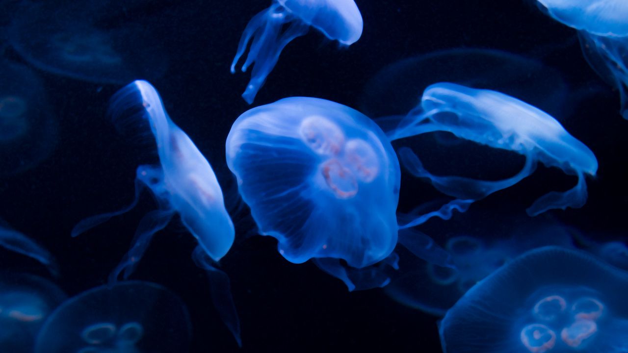 Wallpaper jellyfish, underwater, water, dark, blue hd, picture, image