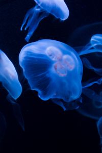 Preview wallpaper jellyfish, underwater, water, dark, blue