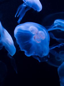 Preview wallpaper jellyfish, underwater, water, dark, blue
