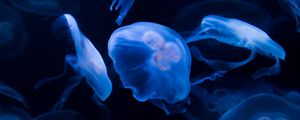 Preview wallpaper jellyfish, underwater, water, dark, blue