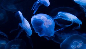 Preview wallpaper jellyfish, underwater, water, dark, blue