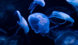 Preview wallpaper jellyfish, underwater, water, dark, blue