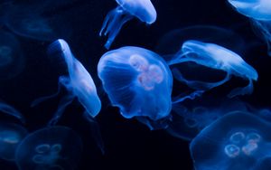 Preview wallpaper jellyfish, underwater, water, dark, blue