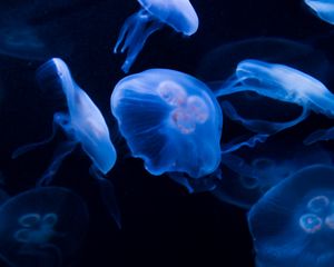 Preview wallpaper jellyfish, underwater, water, dark, blue