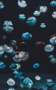 Preview wallpaper jellyfish, underwater world, aquarium