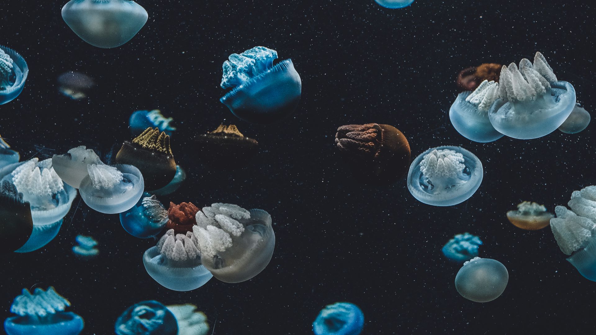 Download wallpaper 1920x1080 jellyfish, underwater world, aquarium full hd,  hdtv, fhd, 1080p hd background