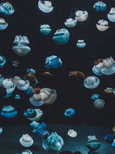 Preview wallpaper jellyfish, underwater world, aquarium