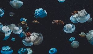 Preview wallpaper jellyfish, underwater world, aquarium