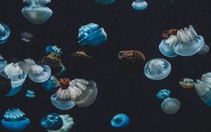 Preview wallpaper jellyfish, underwater world, aquarium