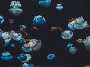 Preview wallpaper jellyfish, underwater world, aquarium