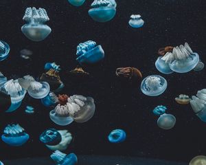 Preview wallpaper jellyfish, underwater world, aquarium