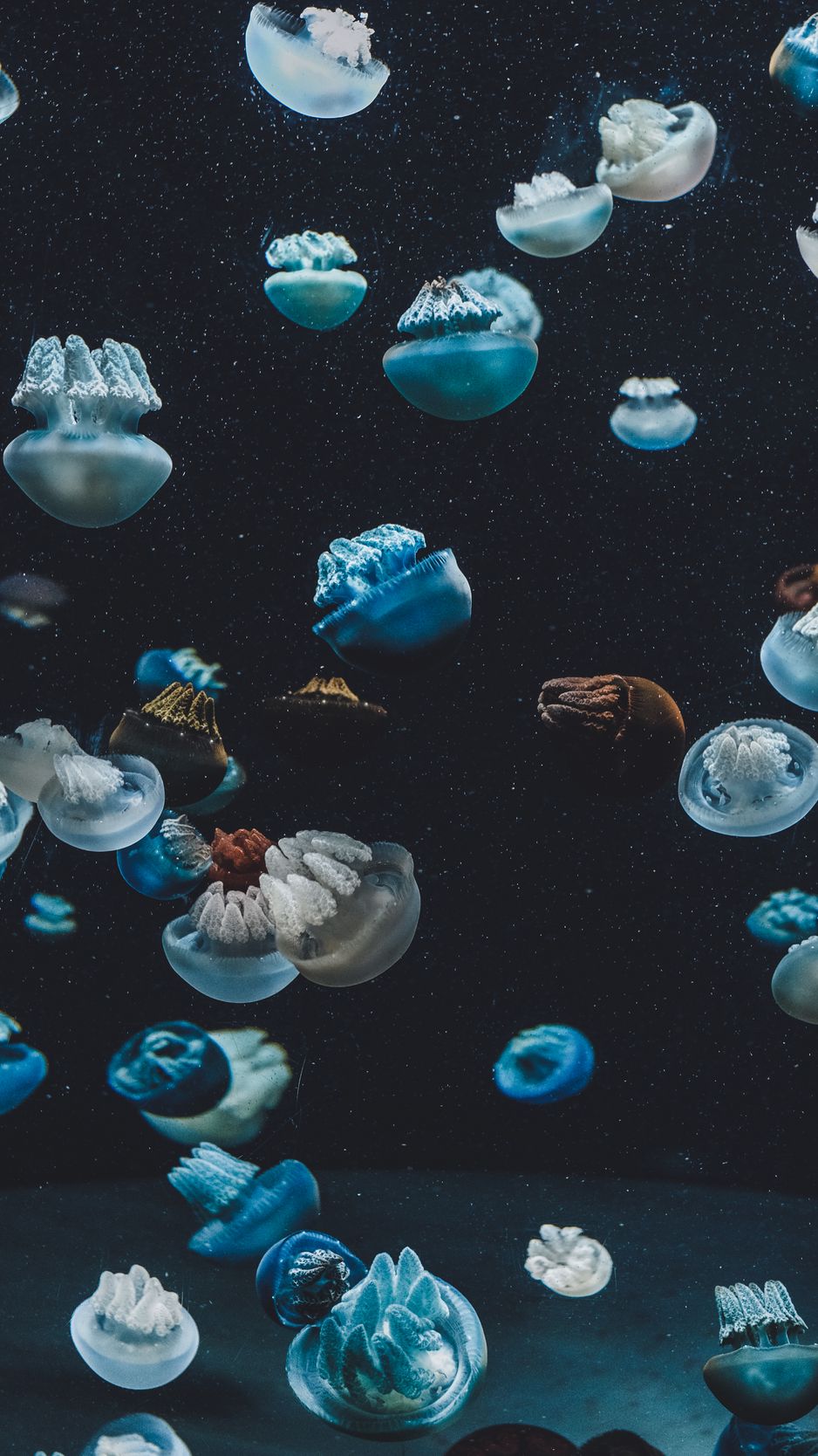 Download wallpaper 938x1668 jellyfish, underwater world, aquarium iphone  8/7/6s/6 for parallax hd background