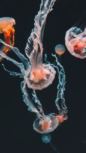 Preview wallpaper jellyfish, underwater world, aquarium, swimming, tentacles