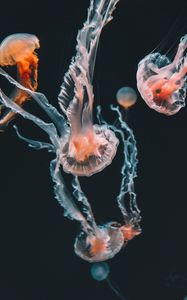 Preview wallpaper jellyfish, underwater world, aquarium, swimming, tentacles