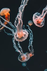 Preview wallpaper jellyfish, underwater world, aquarium, swimming, tentacles