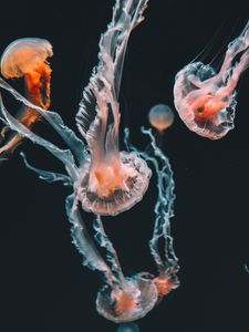 Preview wallpaper jellyfish, underwater world, aquarium, swimming, tentacles