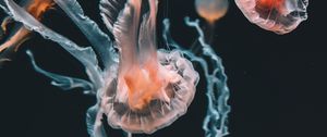 Preview wallpaper jellyfish, underwater world, aquarium, swimming, tentacles