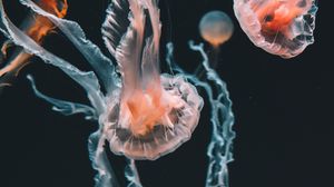Preview wallpaper jellyfish, underwater world, aquarium, swimming, tentacles