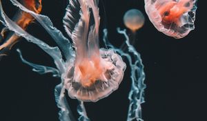 Preview wallpaper jellyfish, underwater world, aquarium, swimming, tentacles