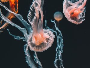 Preview wallpaper jellyfish, underwater world, aquarium, swimming, tentacles