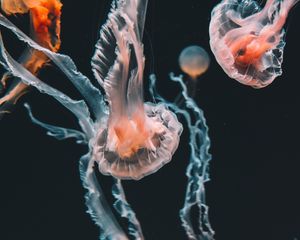 Preview wallpaper jellyfish, underwater world, aquarium, swimming, tentacles