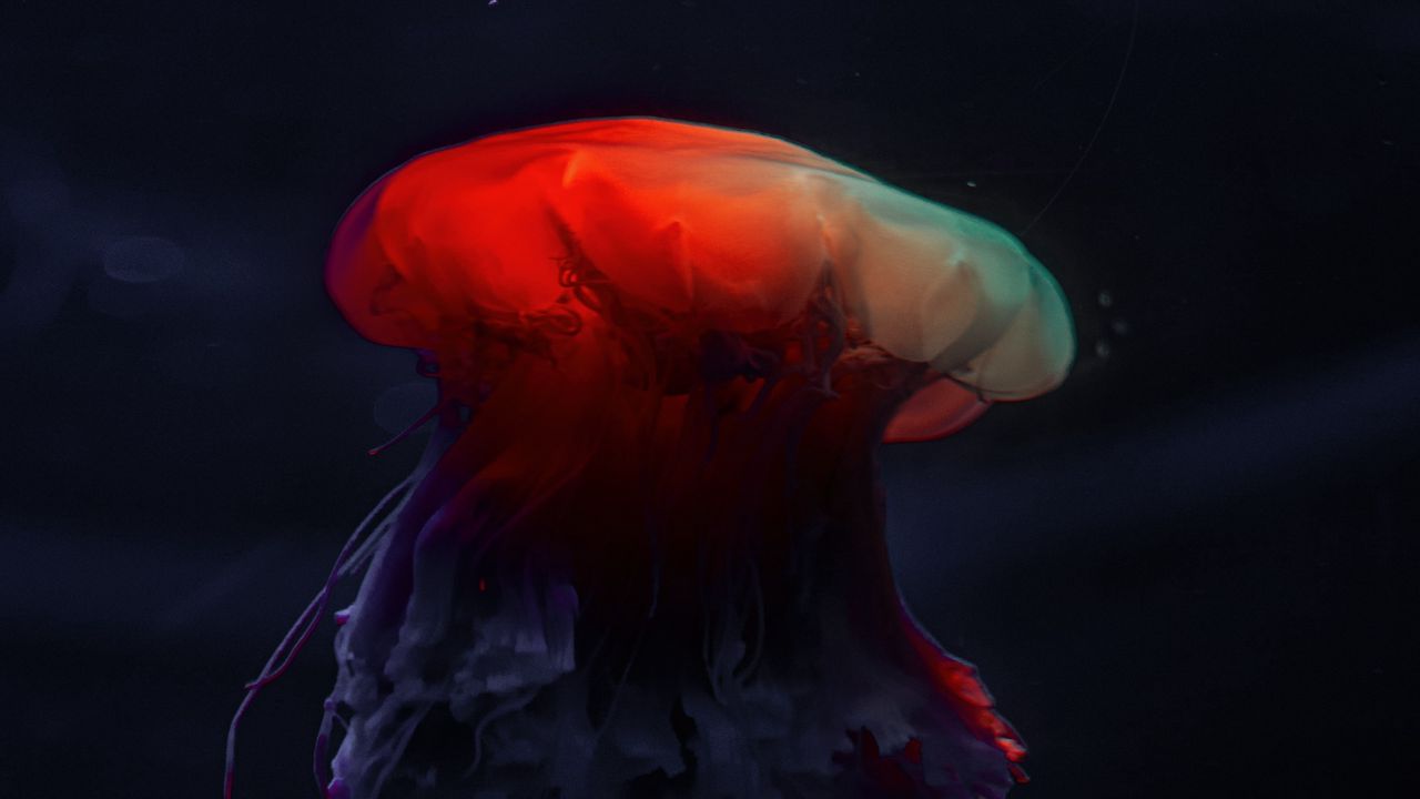 Wallpaper jellyfish, underwater world, beautiful, dark