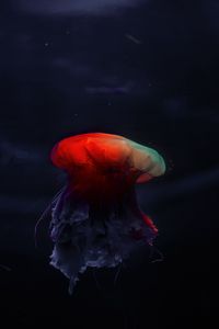 Preview wallpaper jellyfish, underwater world, beautiful, dark