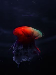 Preview wallpaper jellyfish, underwater world, beautiful, dark