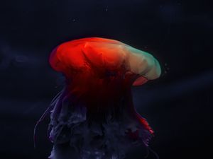 Preview wallpaper jellyfish, underwater world, beautiful, dark