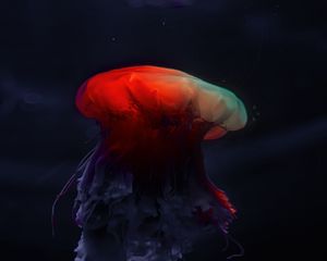 Preview wallpaper jellyfish, underwater world, beautiful, dark