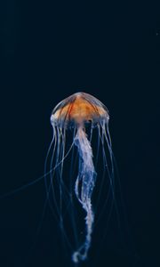 Preview wallpaper jellyfish, underwater world, beautiful, dark, water-