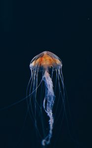 Preview wallpaper jellyfish, underwater world, beautiful, dark, water-