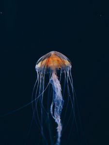 Preview wallpaper jellyfish, underwater world, beautiful, dark, water-