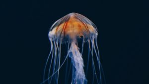 Preview wallpaper jellyfish, underwater world, beautiful, dark, water-