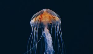 Preview wallpaper jellyfish, underwater world, beautiful, dark, water-