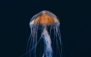 Preview wallpaper jellyfish, underwater world, beautiful, dark, water-