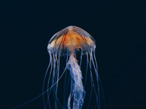 Preview wallpaper jellyfish, underwater world, beautiful, dark, water-