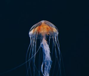 Preview wallpaper jellyfish, underwater world, beautiful, dark, water-