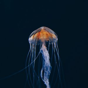 Preview wallpaper jellyfish, underwater world, beautiful, dark, water-