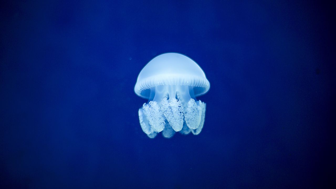 Wallpaper jellyfish, underwater world, blue