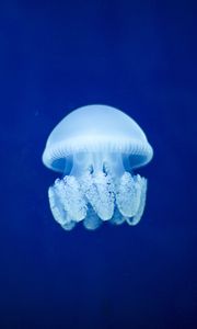 Preview wallpaper jellyfish, underwater world, blue