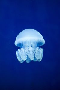 Preview wallpaper jellyfish, underwater world, blue