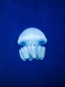 Preview wallpaper jellyfish, underwater world, blue